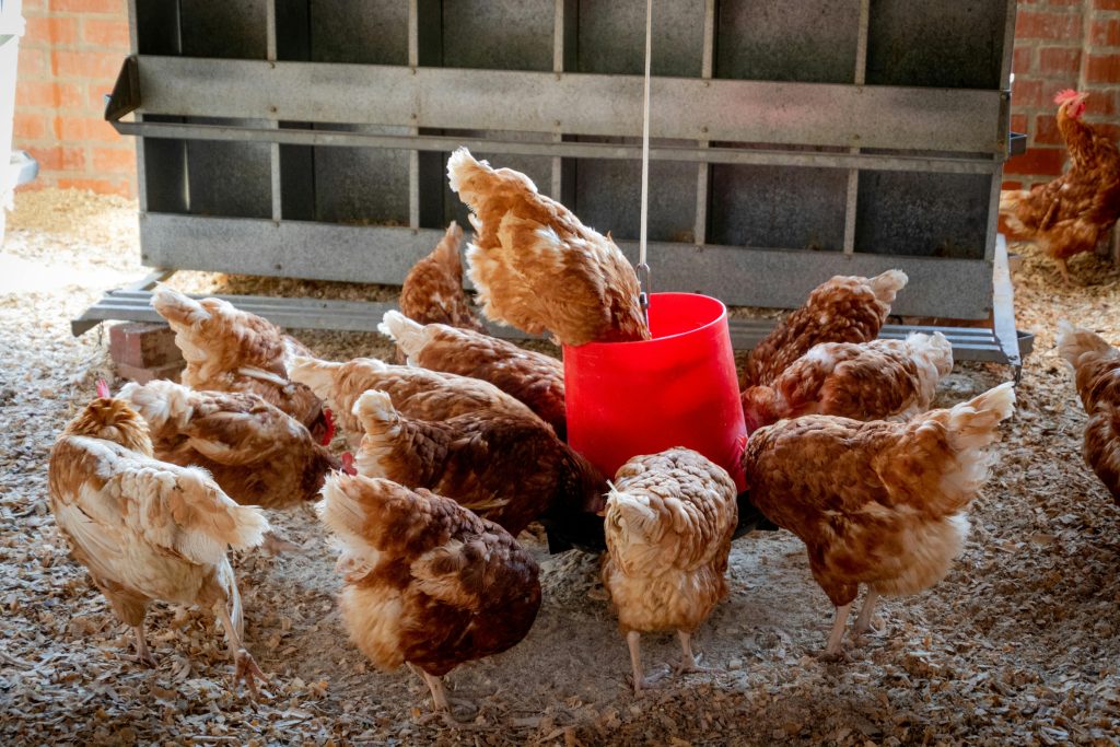 pexels-photo-1300375-1300375 Domestic chickens feeding from a red container inside a farm coop.