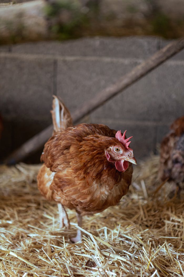 A close-up of a brown hen standing on straw inside a barn, showcasing farm life.