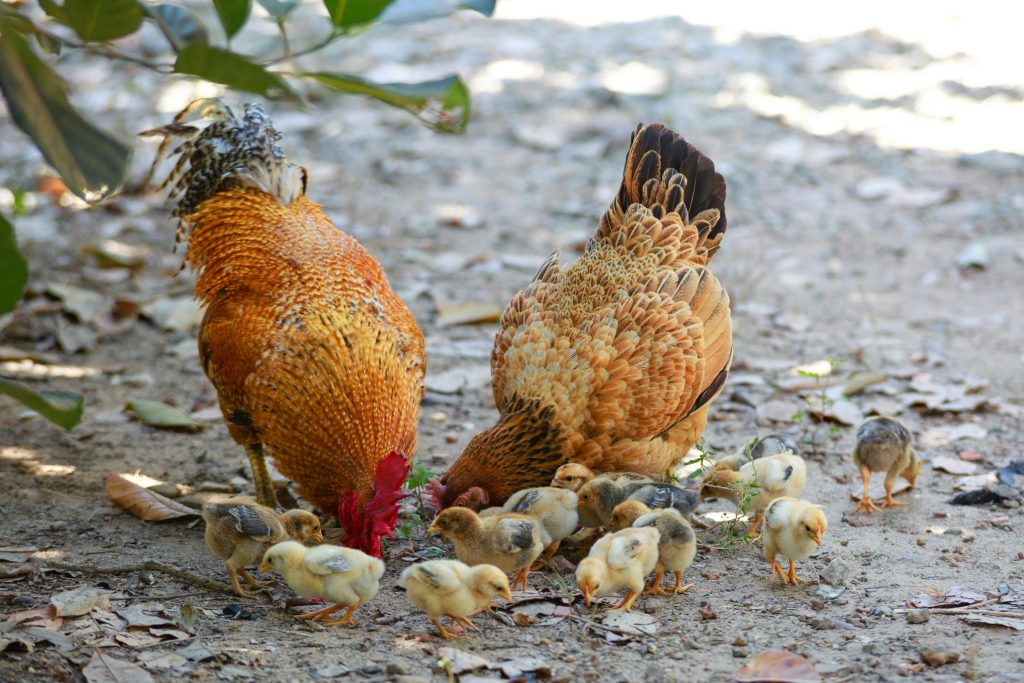 pexels-photo-2134180-2134180 A rooster, hen, and their chicks foraging for food on a sunny farm day.