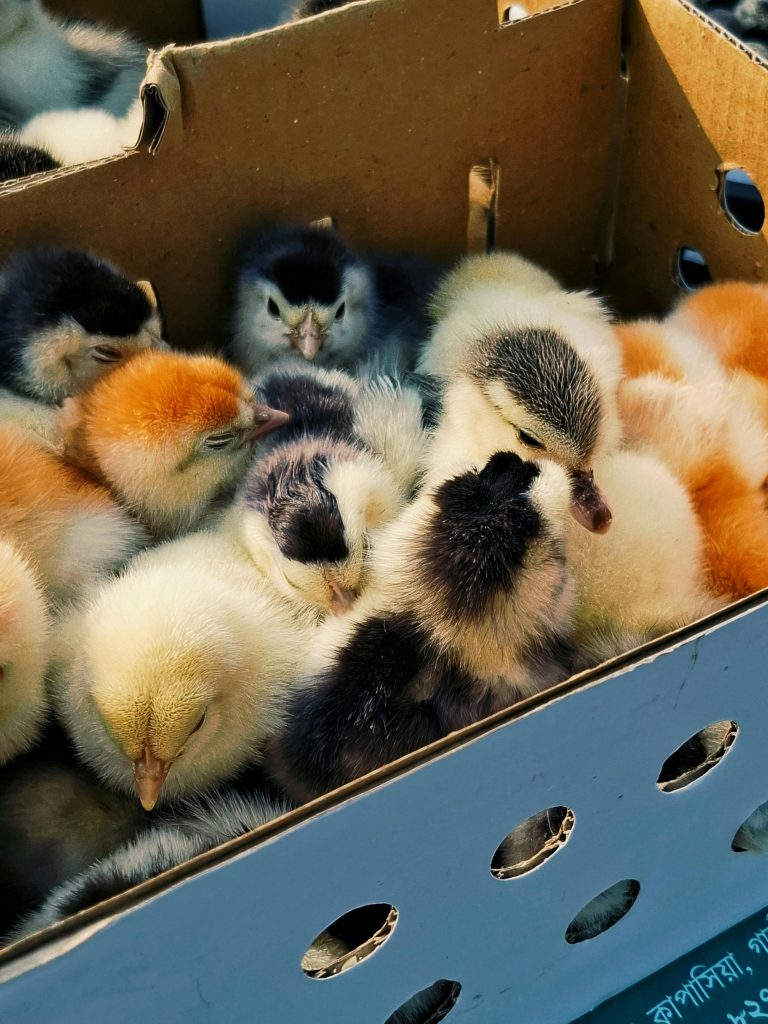 pexels-photo-30327614-30327614 Cluster of colorful baby chicks in a cardboard box, showcasing their fluffy charm.